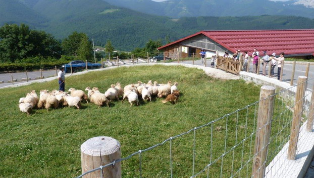 Expérience unique du fromage d'Idiazabal - Visite en petit groupe - Photo 3
